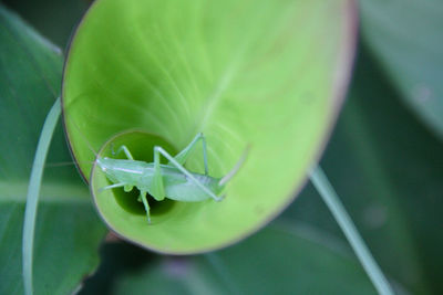 Close-up of green leaves