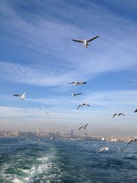 Seagull flying over sea