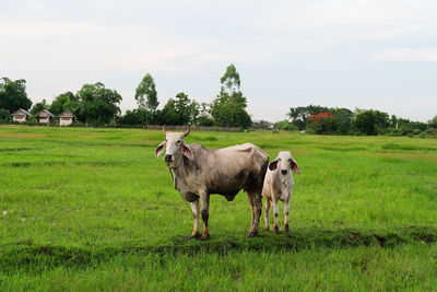 Cows in a field