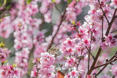 Close-up of pink cherry blossoms in spring