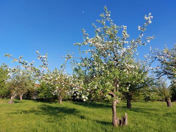 Close-up of flowering plants on field against clear blue sky