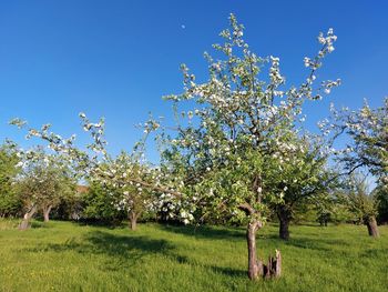 Close-up of flowering plants on field against clear blue sky