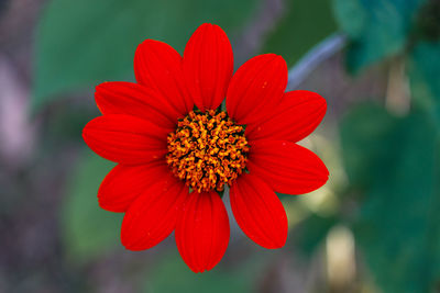 Close-up of red flower