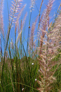 Close-up of grass against clear sky