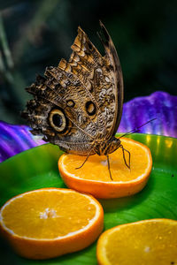 Close-up of orange butterfly on purple flower