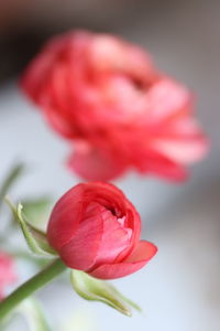 Close-up of pink rose