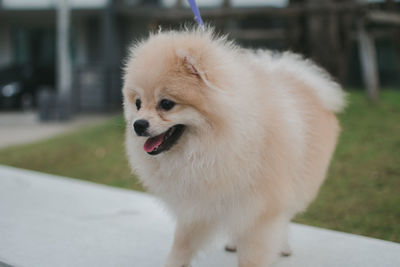 Close-up of a dog looking away