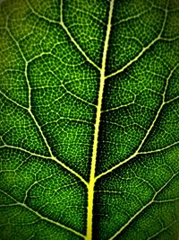 Full frame shot of green leaf