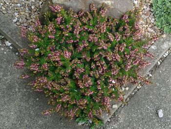 Close-up of flowers