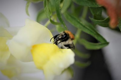 Close-up of bee pollinating on flower