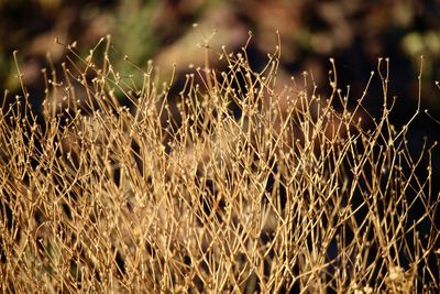 Close-up of stalks in field