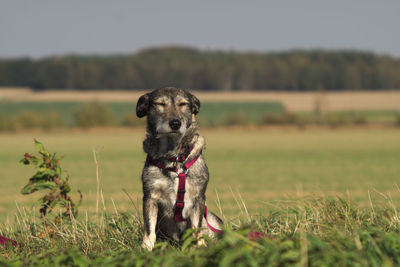 Dog looking away on field