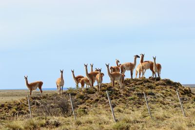 Flock of sheep standing on field against clear sky