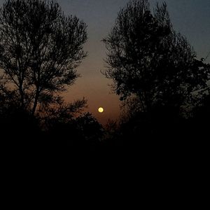 Trees against sky during sunset