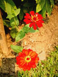 High angle view of red hibiscus blooming on field