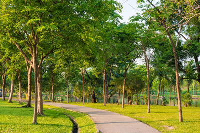 Trees in park