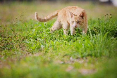 Grass grazing on grassy field