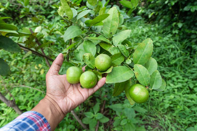 Cropped image of hand holding fruits