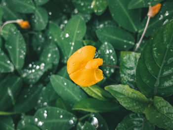 Close-up of raindrops on orange leaf