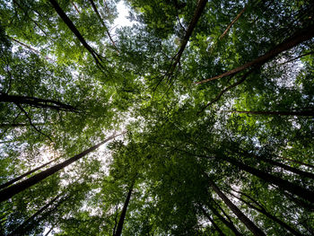 Low angle view of trees in forest