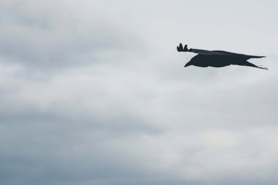 Low angle view of bird flying in sky