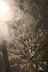 Close-up of tree against sky during sunset
