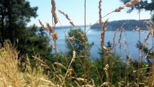 Close-up of plants growing on field