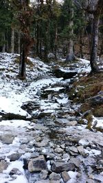 Scenic view of forest during winter