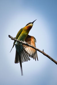 Low angle view of bird sitting on branch against sky