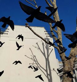 Low angle view of birds on tree against sky