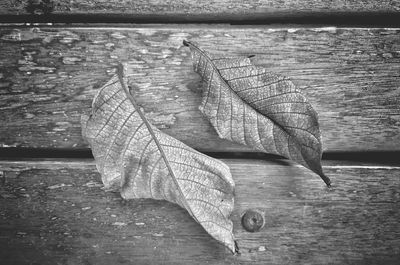 Close-up view of leaf