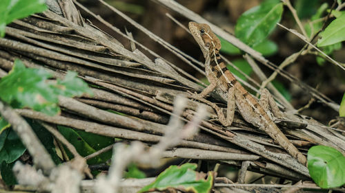 Close-up of dried leaves on wood