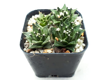 Close-up of potted plant against white background