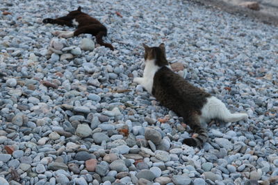 Cat lying on pebbles