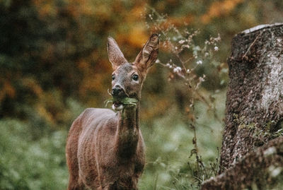 Donkey standing on tree trunk