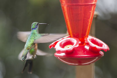 Close-up of a bird with red wine