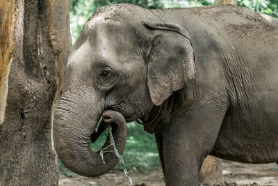 Close-up of elephant in zoo