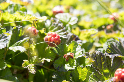 Cloudberrys in norway