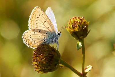 Close-up of butterfly pollinating on flower