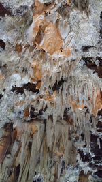 Low angle view of mushrooms on rock