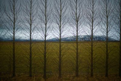 Bare trees in forest against sky
