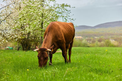 Horse grazing on field