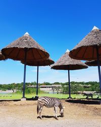 View of zebra cart on land against sky