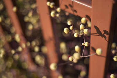 Close-up of flower tree