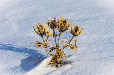 Plant in snow