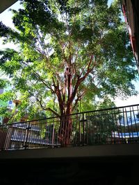 Low angle view of trees against sky