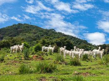 View of sheep on field against sky