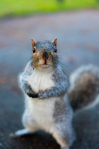 Close-up of squirrel