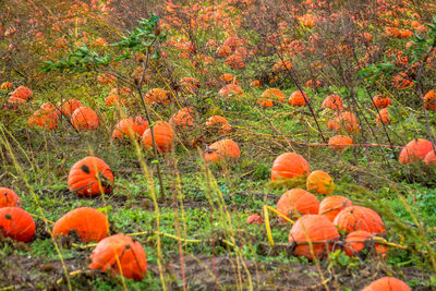 Close-up of orange poppy flowers in field