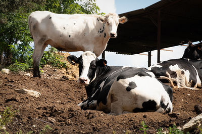 Cows in a field